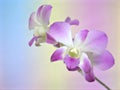 Closeup macro white purple cooktown orchid ,Dendrobium bigibbum orchid flower with colorful pastel color and soft focus on blurred Royalty Free Stock Photo