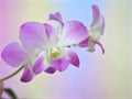 Closeup macro white purple cooktown orchid ,Dendrobium bigibbum orchid flower with colorful pastel color and soft focus on blurred Royalty Free Stock Photo