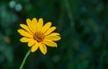 Closeup macro of yellow flower of Heliopsis helianthoides or false sunflower. Yellow flower head of rough or smooth oxeye