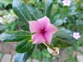 Closeup of Madagascar Periwinkle plant, purple flower in bloom. Royalty Free Stock Photo