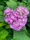 Closeup of magenta bigleaf hydrangea flower with selective focus on foreground Royalty Free Stock Photo