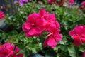 Closeup of magenta colored flowers of ivy-leaved pelargonium in July Royalty Free Stock Photo