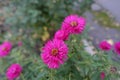 Closeup of magenta colored flowers of Michaelmas daisies Royalty Free Stock Photo