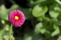 Closeup magenta flower Daisy Bellis perennis on a background of green leaves in garden.