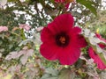 Magenta hibiscus flower closeup with leaves in the background.