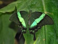 Closeup of magnificent colorful butterfly