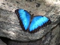 Closeup of magnificent colorful butterfly