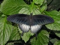 Closeup of magnificent colorful butterfly