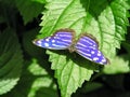 Closeup of magnificent colorful butterfly