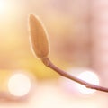 Closeup Magnolia Bud Royalty Free Stock Photo