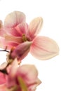 Closeup of magnolia in contrejour lighting Royalty Free Stock Photo