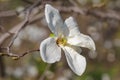 Closeup of magnolia flower on a natural background. White magnolia on a dark background. Macro, young magnolia, botanical garden. Royalty Free Stock Photo