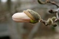 Closeup of a Magnolia stellata bud against the blurry background. Royalty Free Stock Photo