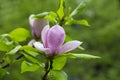 closeup magnolia tree blossom in springtime. tender pink flowers bathing in sunlight. warm april weather.