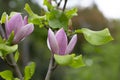 closeup magnolia tree blossom in springtime. tender pink flowers bathing in sunlight. warm april weather.