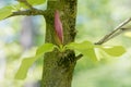 Closeup of magnolia tree with one bud, green leaves and soft background Royalty Free Stock Photo