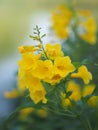 Magnoliophyta, Angiospermae Gold Yellow trumpet flower, ellow elder, Trumpetbush, Tecoma stans blurred of background beautiful in Royalty Free Stock Photo