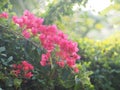 Magnoliophyta Scientific name Bougainvillea Paper flower red flower on blurred of nature background Royalty Free Stock Photo