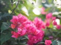 Magnoliophyta Scientific name Bougainvillea Paper flower red flower on blurred of nature background Royalty Free Stock Photo