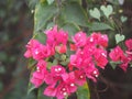 Magnoliophyta Scientific name Bougainvillea Paper flower red flower on blurred of nature background Royalty Free Stock Photo