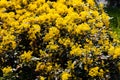 Closeup of mahonia bush in park