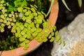 Closeup of the Maidenhair fern Adiantum raddianum