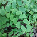 Closeup Maidenhair fern