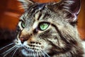 Closeup of Maine Coon black tabby cat with green Royalty Free Stock Photo