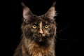 Closeup Maine Coon Cat Gaze Looks Isolated on Black Background Royalty Free Stock Photo