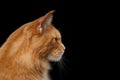 Closeup Maine Coon Cat Portrait Isolated on Black Background