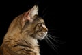 Closeup Maine Coon Cat Portrait Isolated on Black Background Royalty Free Stock Photo