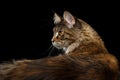 Closeup Maine Coon Cat Portrait Isolated on Black Background Royalty Free Stock Photo