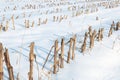 Closeup of maize stubbles in snow Royalty Free Stock Photo
