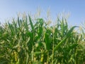 Closeup maize (corn) young crop plants with blue sky background in sun light. Royalty Free Stock Photo