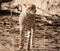 Closeup of a majestic cheetah standing with a blurry background in  Kalahari Desert in South Africa Royalty Free Stock Photo