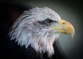Closeup of a majestic eagle against a dark background. Royalty Free Stock Photo