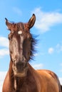 Closeup majestic graceful brown horse against sky Royalty Free Stock Photo