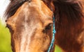 Closeup of majestic graceful brown horse Royalty Free Stock Photo