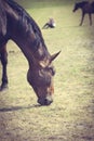 Closeup of majestic graceful brown horse Royalty Free Stock Photo