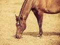 Closeup of majestic graceful brown horse Royalty Free Stock Photo