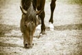 Closeup of majestic graceful brown horse Royalty Free Stock Photo