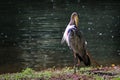 Closeup of a majestic gray heron on green grass near a lake