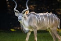 closeup of majestic Kudu standing in a lush green field with a blurry background