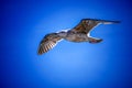 Closeup of a majestic seagull in flight against a bright blue sky during daytime Royalty Free Stock Photo