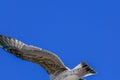 Closeup of a majestic seagull in flight against a bright blue sky during daytime Royalty Free Stock Photo