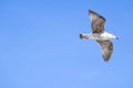Closeup of a majestic seagull in flight against a bright blue sky during daytime Royalty Free Stock Photo