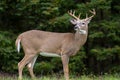 Whitetail Deer Buck Royalty Free Stock Photo