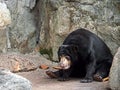 Malayan Sun Bear Sit on The Ground Royalty Free Stock Photo