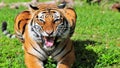 Closeup of a Malayan Tiger Royalty Free Stock Photo