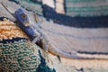 Closeup of male agama lizard on carpet outdoors with matching colors